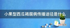 小果型西瓜褐腐病传播途径是什么?