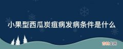 小果型西瓜炭疽病发病条件是什么?