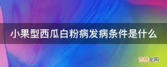 小果型西瓜白粉病发病条件是什么?