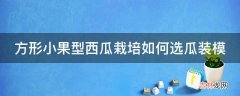 方形小果型西瓜栽培如何选瓜装模?