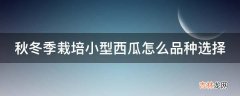 秋冬季栽培小型西瓜怎么品种选择?