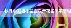 秋冬季栽培小型西瓜开花坐果期管理方法是什么?