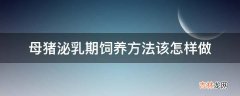 母猪泌乳期饲养方法该怎样做?