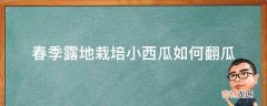 春季露地栽培小西瓜如何翻瓜?