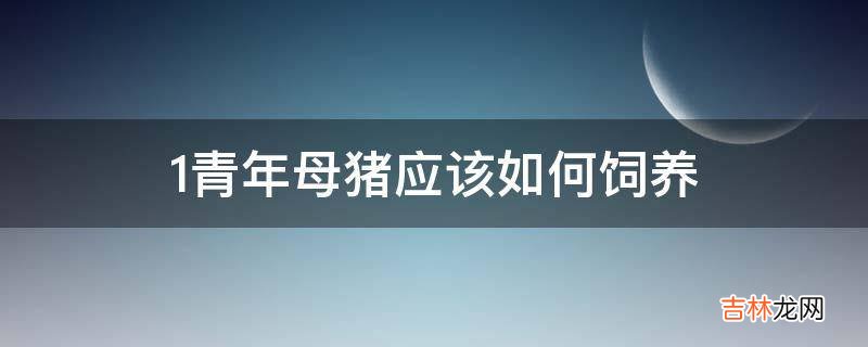1青年母猪应该如何饲养?