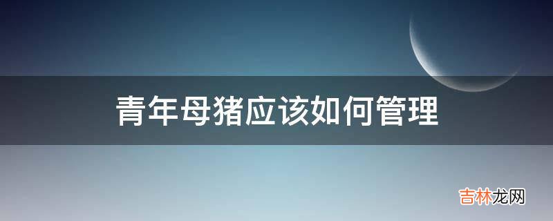 青年母猪应该如何管理?