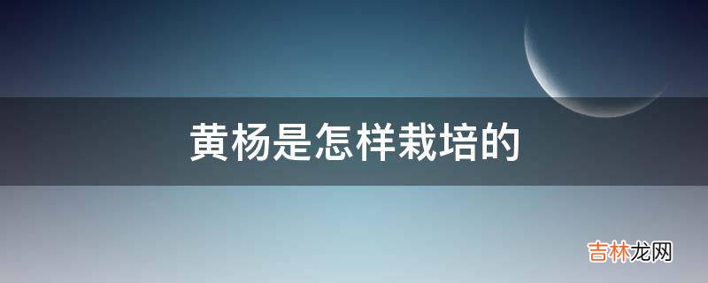 黄杨是怎样栽培的?