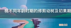 桃不同年龄时期的修剪幼树及初果期树的修剪是怎样的?