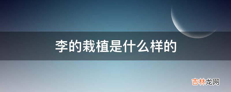 李的栽植是什么样的?