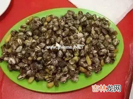 洋辣子是什么?