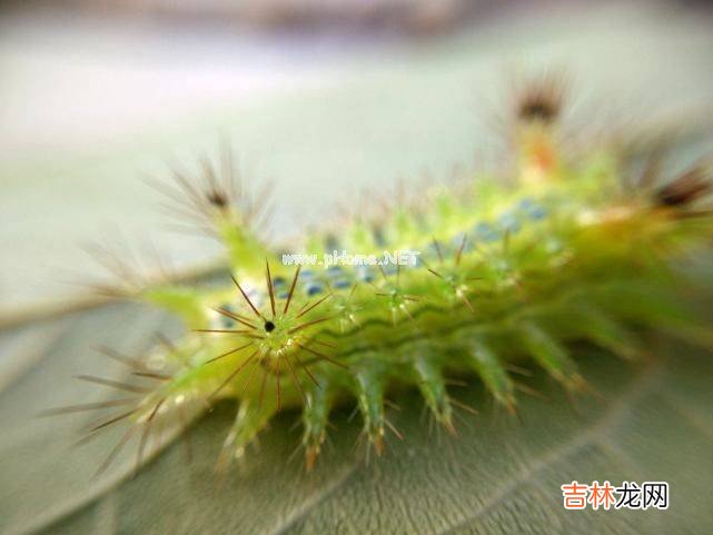 洋辣子是什么?