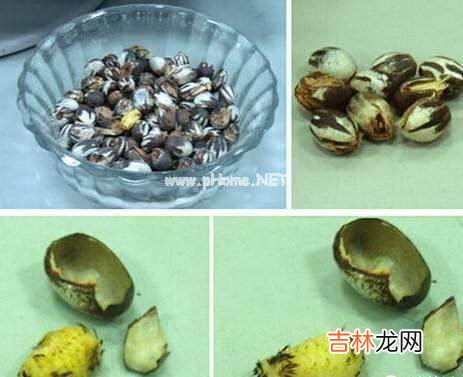 洋辣子是什么?