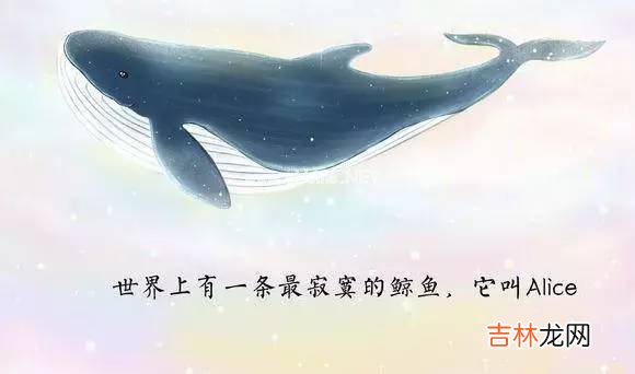 网名取52HZ是什么意思?