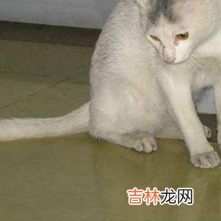 小猫不抓老鼠怎么办如何训练小猫抓老鼠?