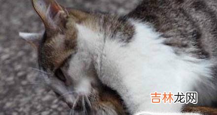 小猫不抓老鼠怎么办如何训练小猫抓老鼠?