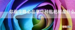 ?你爸今晚必在亭中种枇杷树是什么意思?