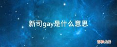 新司gay是什么意思?