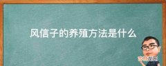 风信子的养殖方法是什么?