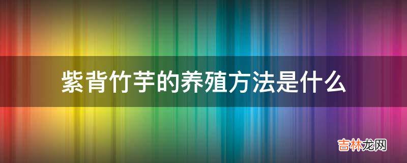 紫背竹芋的养殖方法是什么?