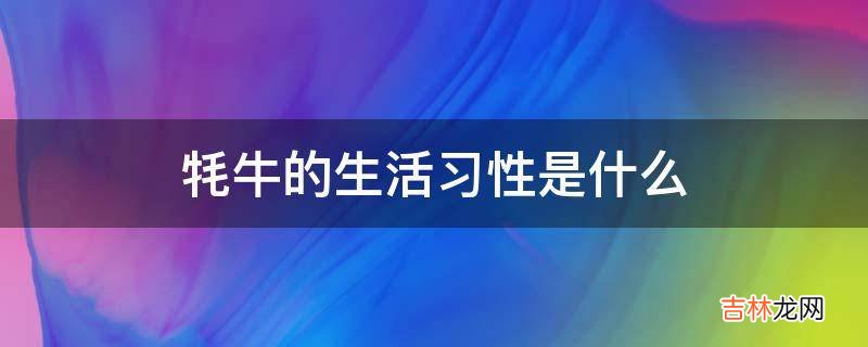 牦牛的生活习性是什么?