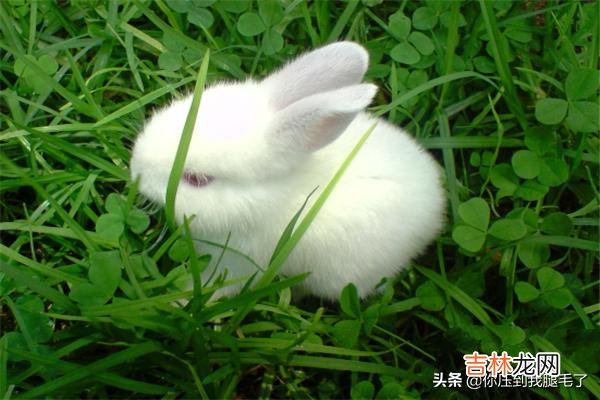 该怎么养兔子(懒人养兔100种方式)