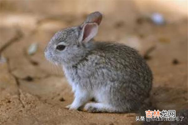 该怎么养兔子(懒人养兔100种方式)