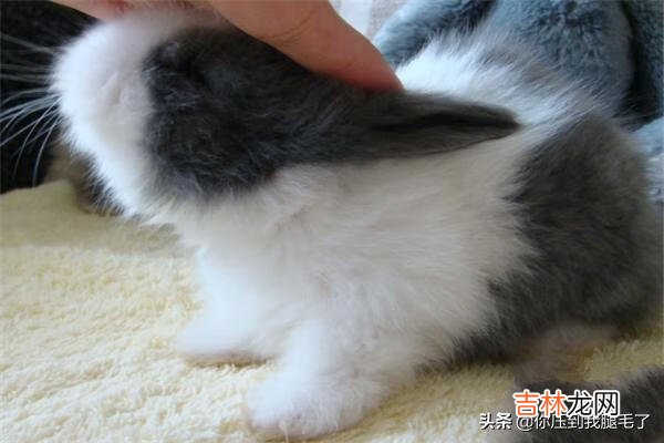 该怎么养兔子(懒人养兔100种方式)