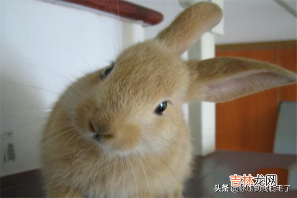 该怎么养兔子(懒人养兔100种方式)