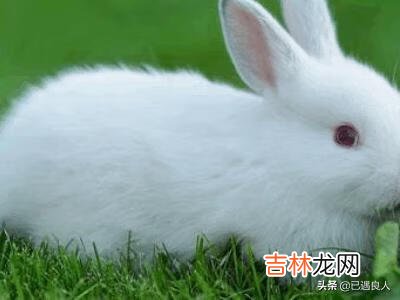 养兔子怎么养(养兔子的视频)