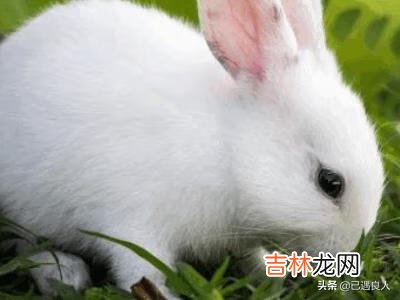 养兔子怎么养(养兔子的视频)