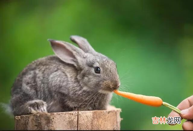 养兔子怎么养(养兔子的视频)