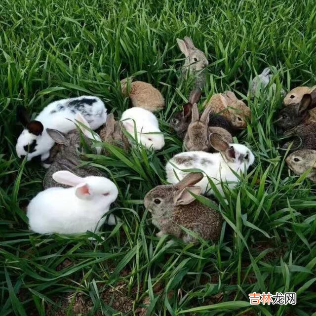 兔子怎么养才能活下来（兔子怎么养才会长得大)