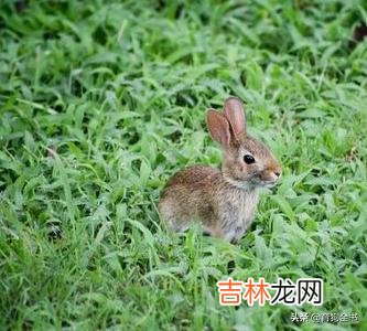 该如何养好一只兔子（兔子单养好还是群养好)