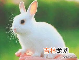 该如何养好一只兔子(兔子单养好还是群养好)