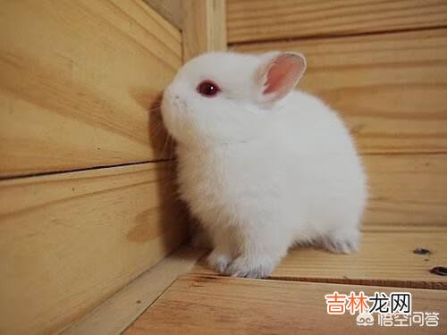 该如何养好一只兔子(兔子单养好还是群养好)