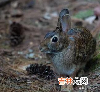 该如何养好一只兔子(兔子单养好还是群养好)