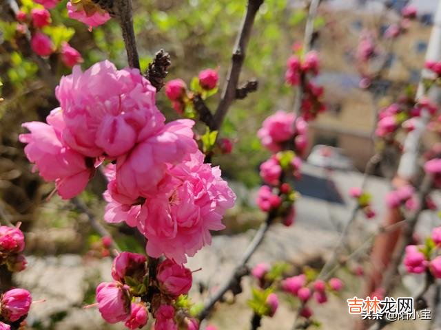 一加手机到底能不能买（一加是啥牌子手机)