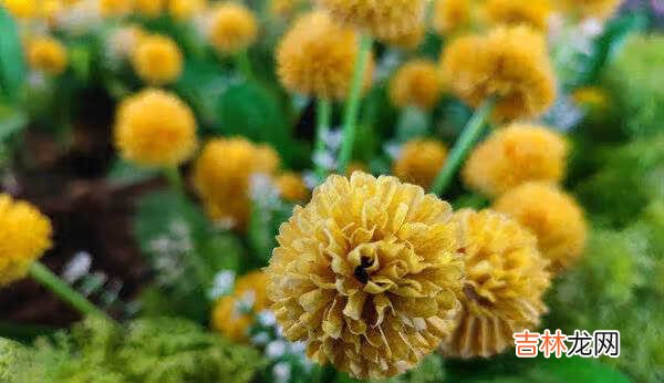 小米11pro评测_小米11pro全面评测