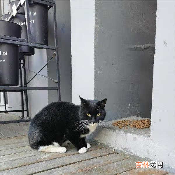 华为mate40标准版评测_华为mate40标准版详细评测