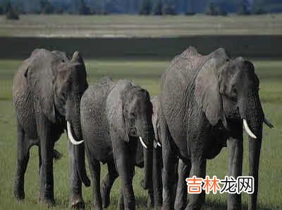 为了幻化求出处最好附带图片证实下 土著缠腰哪里出