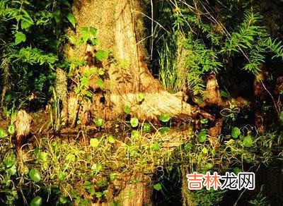 奔腾处理器和i5哪个好-英特尔奔腾处理器和酷睿i5处理器哪个好