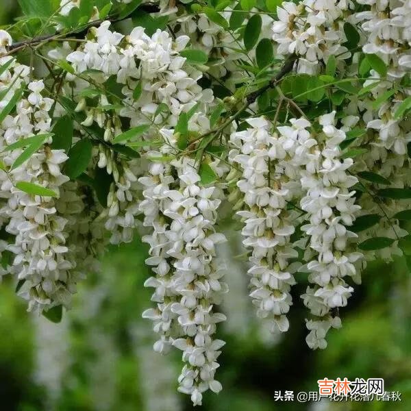 华为手机怎么样（懂行的人建议买华为哪款手机)