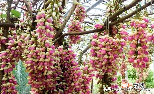 华为手机怎么样（懂行的人建议买华为哪款手机)