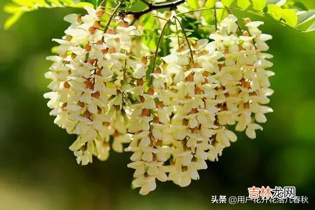 华为手机怎么样（懂行的人建议买华为哪款手机)