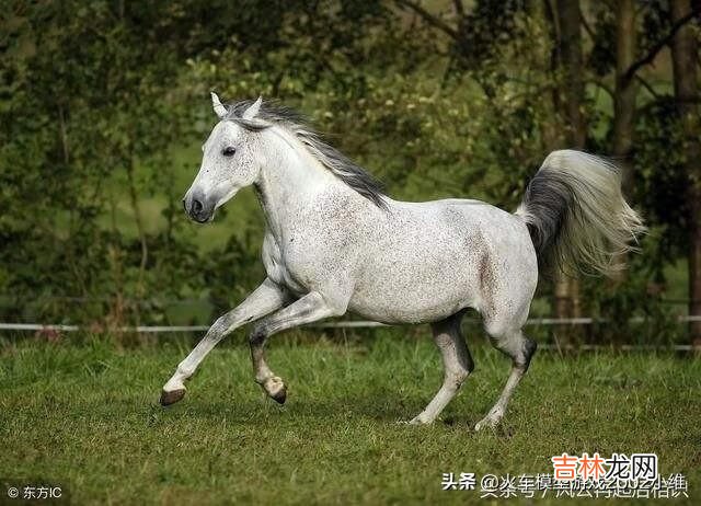我的世界马是怎么驯服的（我的世界马是怎么驯服)