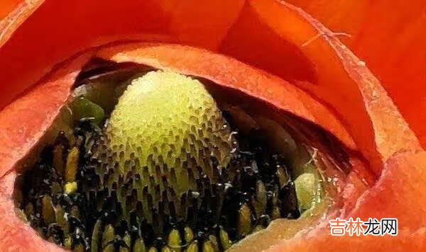 魅族18 pro拍照评测_魅族18 pro拍照对比