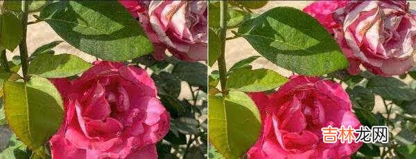 小米11ultra和华为mate40pro+拍照对比:哪个拍照效果好?
