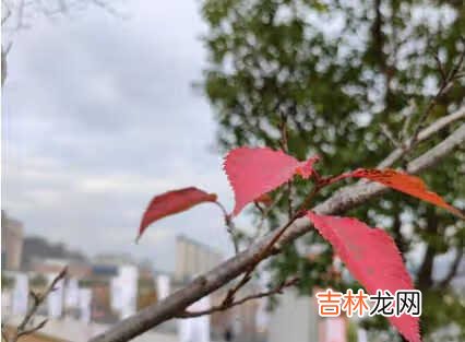 小米11拍照对比小米10至尊版_小米11和小米10至尊版拍照哪个好