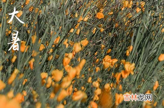 2023年大暑是几月几日星期几几点