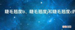 睫毛翘度b、睫毛翘度j和睫毛翘度c的区别是什么?